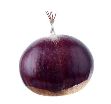 Ripe chestnut Stock Photos