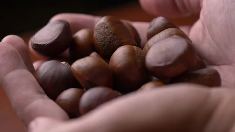Ripe chestnuts in hands close-up Stock Footage 134457231