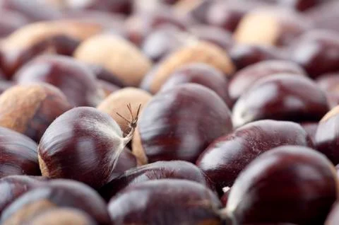 Ripe chestnuts Stock Photos