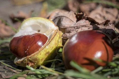 Ripe chestnuts Stock Photos