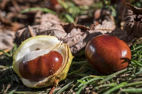 Ripe chestnuts Stock Photos