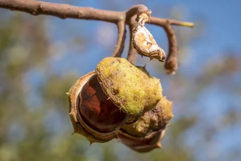 Ripe chestnuts Stock Photos