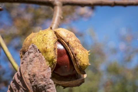 Ripe chestnuts Stock Photos