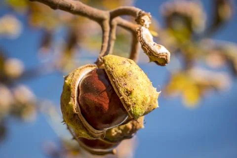 Ripe chestnuts Stock Photos