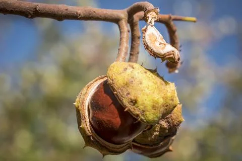 Ripe chestnuts Stock Photos