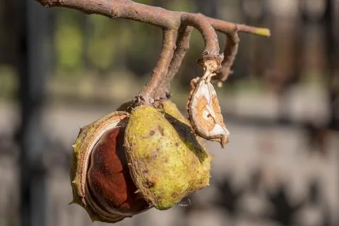 Ripe chestnuts Stock Photos