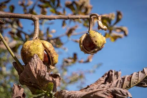 Ripe chestnuts Stock Photos