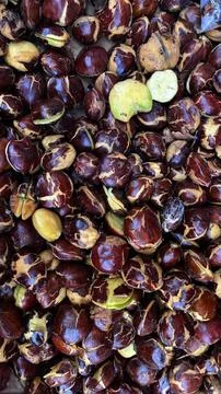 Ripe Chestnuts in Shell Piled High Stock Photos