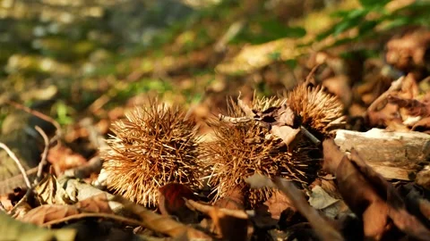 Ripe Chestnuts in Spiky Burrs Fallen on Forest Ground in Autumn Vídeo Stock 344534775