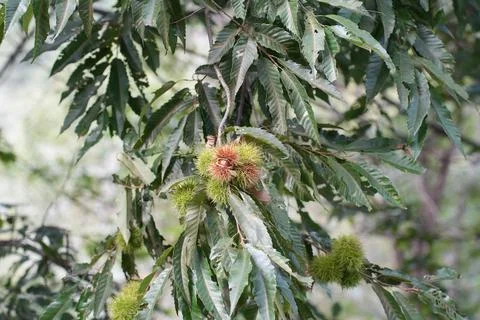 Ripe Chestnuts in Spiky Shells on a Tree Branch Stock Photos