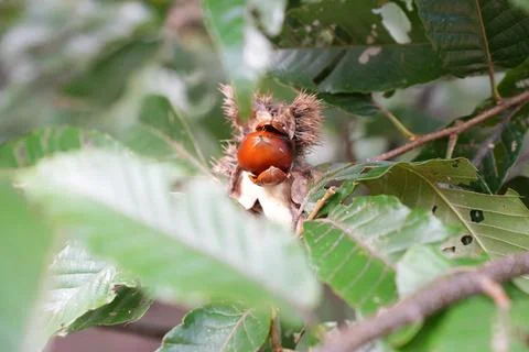 Ripe Chestnuts in Spiky Shells on a Tree Branch Stock Photos