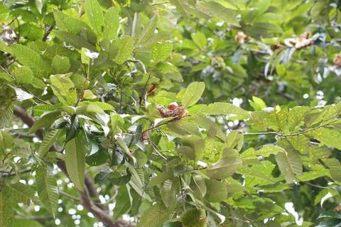 Ripe Chestnuts in Spiky Shells on a Tree Branch Stock Photos