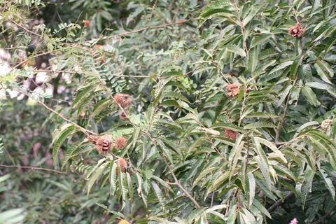Ripe Chestnuts in Spiky Shells on a Tree Branch Stock Photos