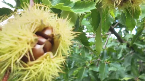 Ripe chestnuts on tree Stock Footage 347861088