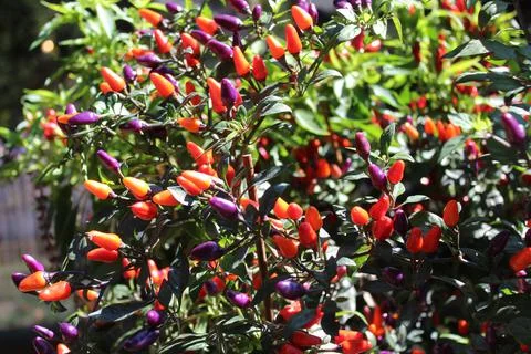 Ripe chili Stock Photos