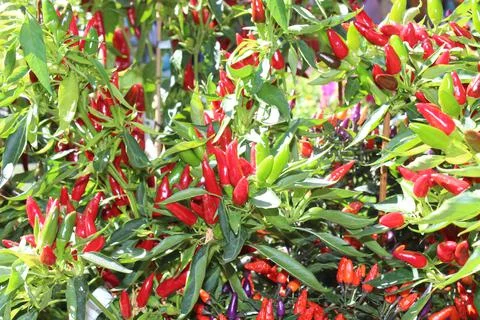 Ripe chili Stock Photos