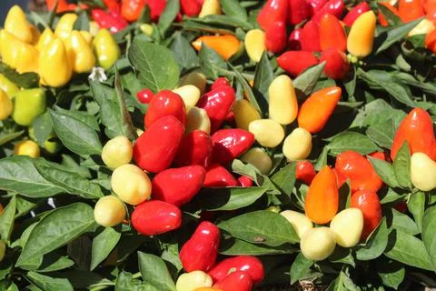Ripe chili Stock Photos