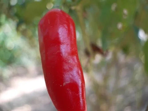 Ripe chilli. Stock Photos