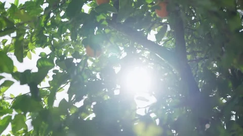 Ripe Citrus Fruit On A Tree With Sunlight Through The Green Canopy Stock Footage 343705219