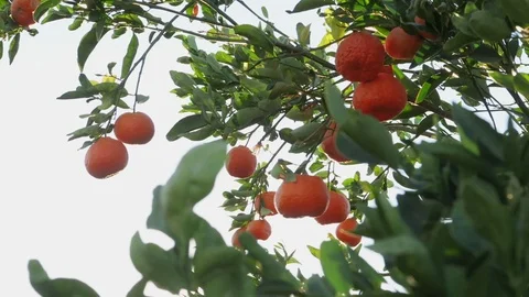 Ripe ￼Clementine oranges￼ on Tree.  Branches sway in the wind. Video stock 119184003
