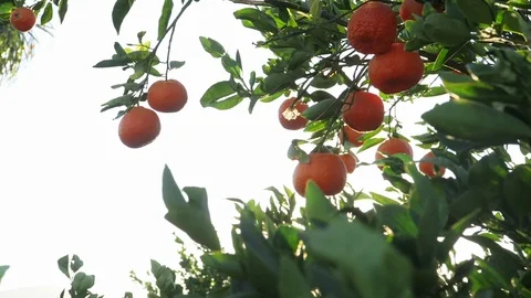 Ripe ￼Clementine oranges￼ on Tree.  Branches sway in the wind. Stock Footage 119184278