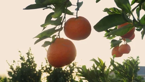 Ripe ￼Clementine oranges￼ on Tree.  Branches sway in the wind. Stock Footage 119184313