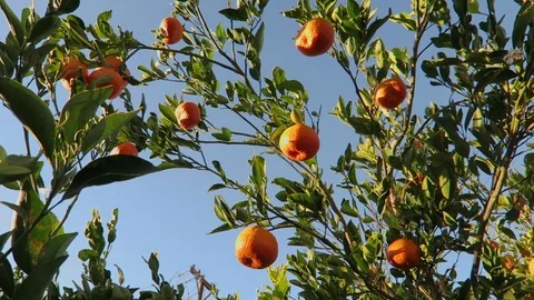 Ripe ￼Clementine oranges￼ on Tree.  Branches sway in the wind. Stock Footage 119184385