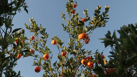 Ripe ￼Clementine oranges￼ on Tree.  Branches sway in the wind. Video stock 119184837