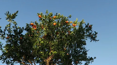 Ripe ￼Clementine oranges￼ on Tree.  Branches sway in the wind. Video stock 119184931