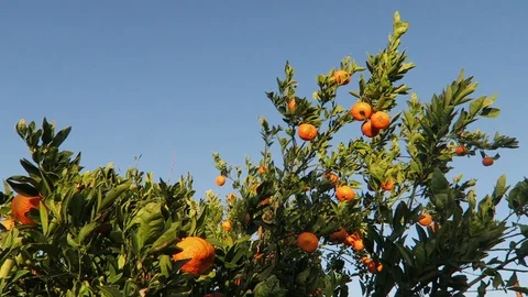 Ripe ￼Clementine oranges￼ on Tree.  Branches sway in the wind. Video stock 119184982