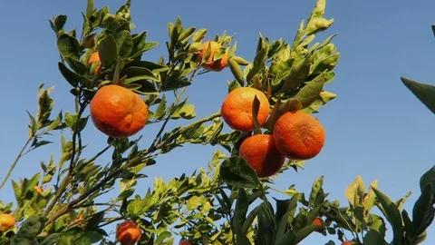 Ripe ￼Clementine oranges￼ on Tree.  Branches sway in the wind. Stock Footage 119185029
