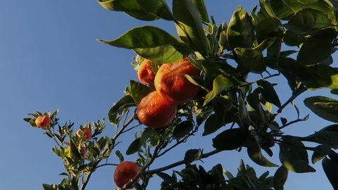 Ripe ￼Clementine oranges￼ on Tree.  Branches sway in the wind. Video stock 119185046
