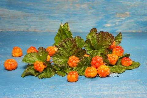 Ripe cloudberry on a blue background Stock Photos