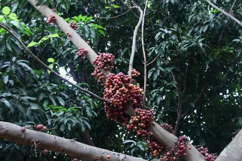 Ripe Cluster fig fruit on tree. Foto stock