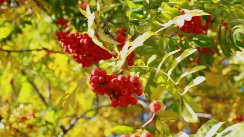 Ripe clusters of mountain ash hang on an autumn tree Stock-Footage 116456535