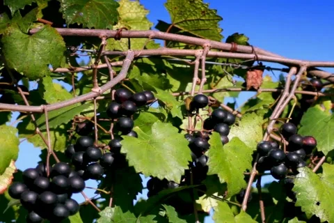 Ripe clusters of purple wine grapes on vine Stock Footage