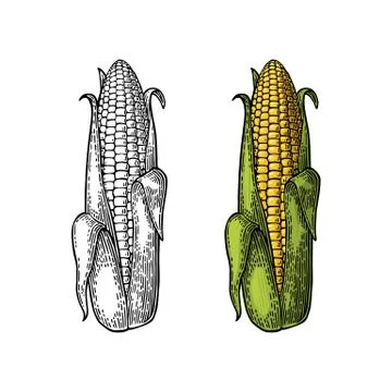 Ripe cob of corn half-open leaves. Vector vintage engraving Stockillustratie