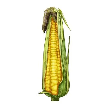 Ripe cob of corn half-open leaves. Vector color vintage hatching Stock Illustration