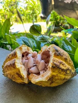 Ripe cocoa fruit. The cocoa beans are extracted from them and then toasted. Stock Photos