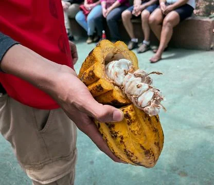 Ripe cocoa fruit. The cocoa beans are extracted from them and then toasted. Foto stock