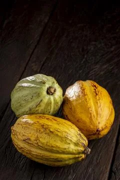Ripe cocoa fruit on the table. Stock Photos