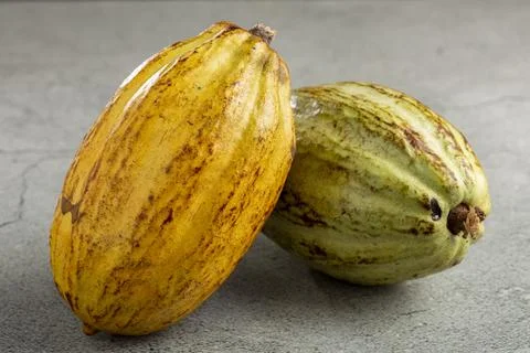 Ripe cocoa fruit on the table. Stock Photos