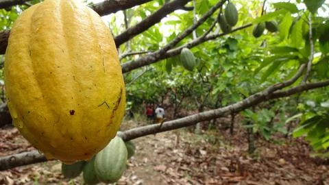 Ripe Cocoa Fruit on Tree Stock Photos