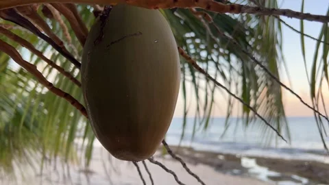 Ripe coconut on a palm tree by the ocean and beach close up. Video stock 169059949