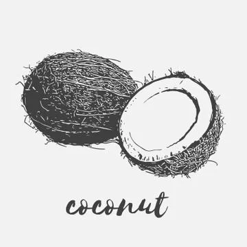 Ripe coconut vegan Stock Illustration