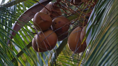 Ripe coconuts hanging on a green palm tree Stock Footage 336562851