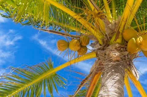 Ripe coconuts piled into a heap under a tree Stock Photos