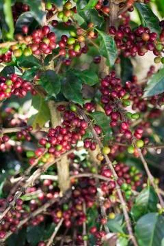 Ripe Coffee Bean Fruit Stock Photos