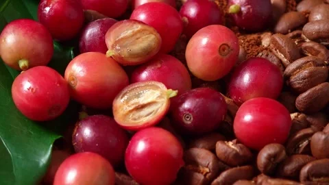 Ripe of coffee beans and roasted coffee beans. Stock Footage 335026449