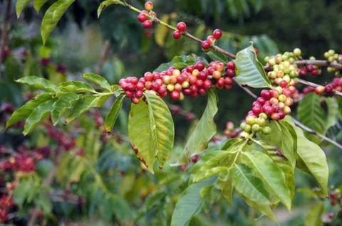Ripe coffee beans Stock Photos